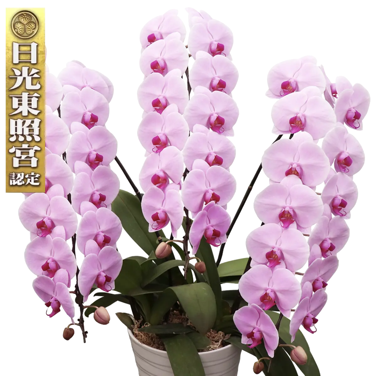 Diamondstar 3/45 Pink Japanese Phalaenopsis Orchid