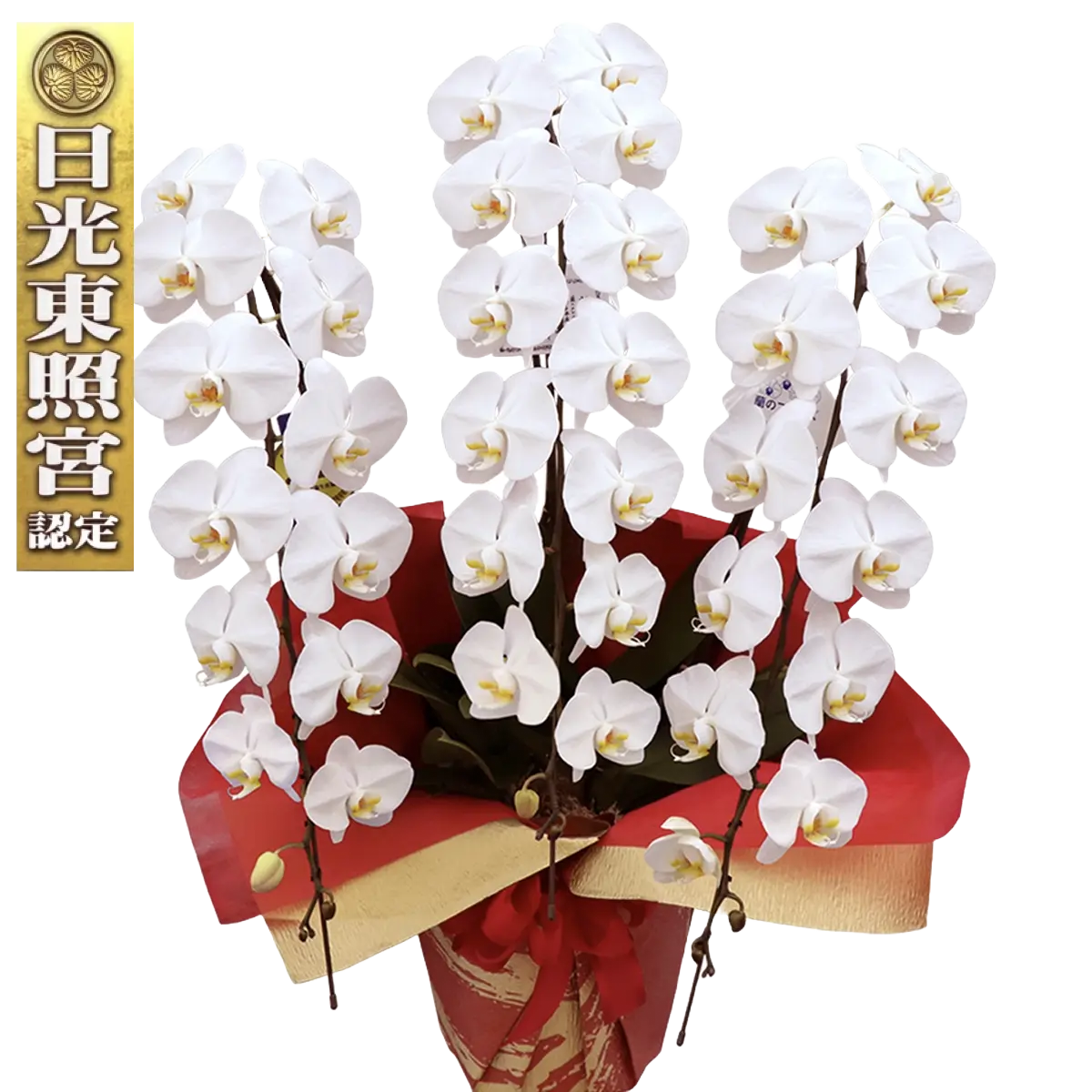 Diamondstar 3/45 White Japanese Phalaenopsis Orchid