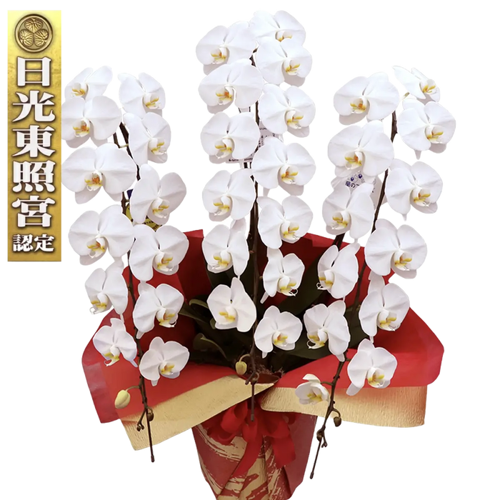 Diamondstar 3/45 White Japanese Phalaenopsis Orchid