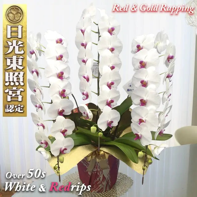 Diamondstar 3/50 White & Red rips Japanese Phalaenopsis Orchid