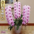 Diamondstar 3/50 Pink Japanese Phalaenopsis Orchid