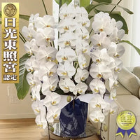 Diamondstar 3/50 White Japanese Phalaenopsis Orchid