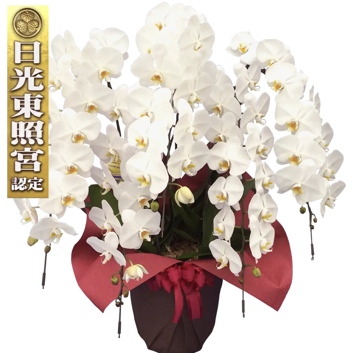 Diamondstar 5/65 White Japanese Phalaenopsis Orchid