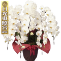 Diamondstar 5/65 White Japanese Phalaenopsis Orchid