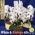 Diamondstar 5/65 White & Red rips Japanese Phalaenopsis Orchid